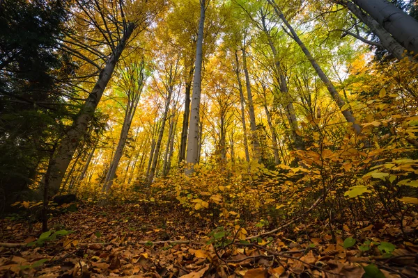 Rami di alberi colorati nella foresta soleggiata, backgroun naturale autunno — Foto Stock