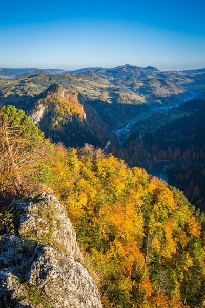 Otoño bosque paisaje amarillentos árboles de otoño y otoño caído —  Fotos de Stock