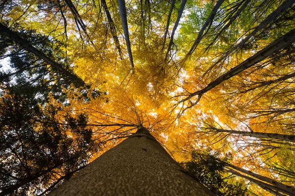 在阳光明媚的森林，秋天的自然背景多彩树枝 — 图库照片