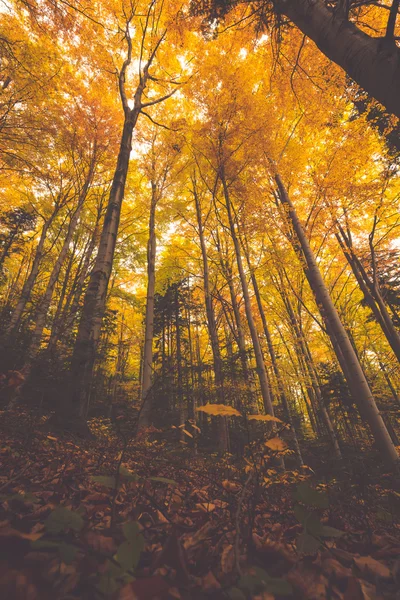 Rami di alberi colorati nella foresta soleggiata, backgroun naturale autunno — Foto Stock