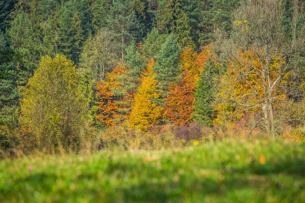 Herfst bos landschap-vergeelde herfst bomen en gevallen herfst — Stockfoto