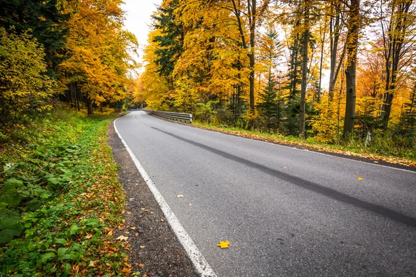 Herfst landschap met weg- en prachtige gekleurde bomen — Stockfoto