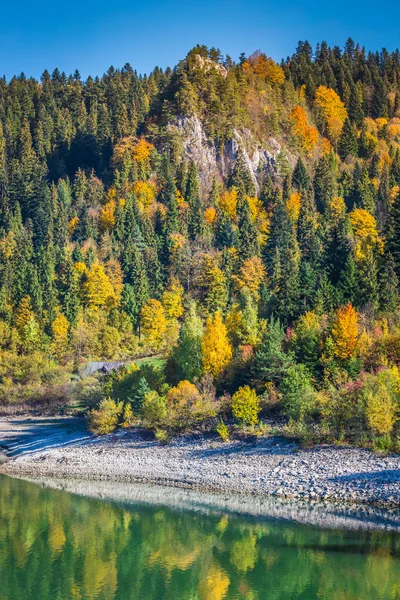 Sonbahar orman manzara sararmış sonbahar ağaçlar ve düşmüş sonbahar — Stok fotoğraf