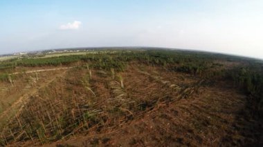 Kozalaklı Orman 'da Düşen Ağaçlar Şiddetli Rüzgar ve Talih kuşu' ndan sonra. Ormandaki Kasırganın Sonuçları
