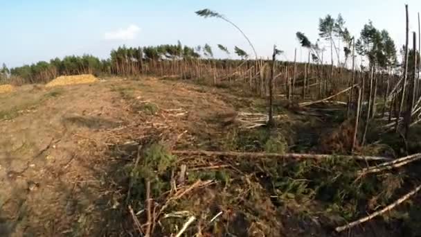 Падение деревьев в хвойном лесу после сильного ураганного ветра. Последствия урагана в лесу — стоковое видео