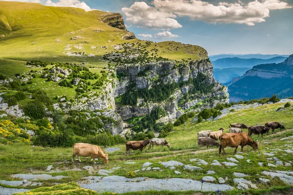 Koeien in de bergen - Pyreneeën, Spanje — Stockfoto