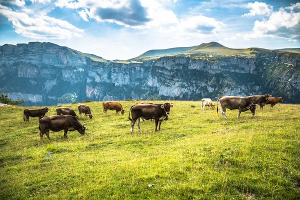 Cows in the mountains - pyrenees,Spain — Stock Photo, Image