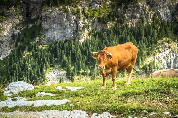 Vaches en montagne - Pyrénées, Espagne — Photo