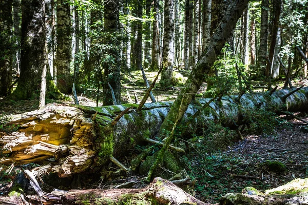 Tronco de árbol acostado en el bosque —  Fotos de Stock