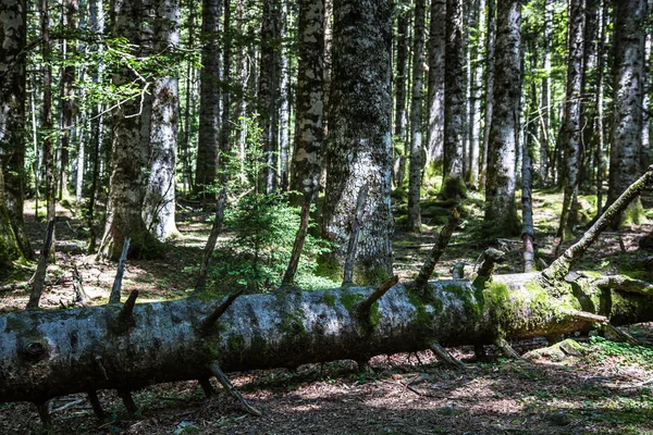 Kmen stromu ležící v lese — Stock fotografie