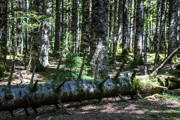 Tree trunk lying in the woods — Stock Photo, Image