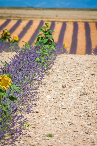 Lavender flower blooming scented fields in endless rows. Valenso — Stock Photo, Image