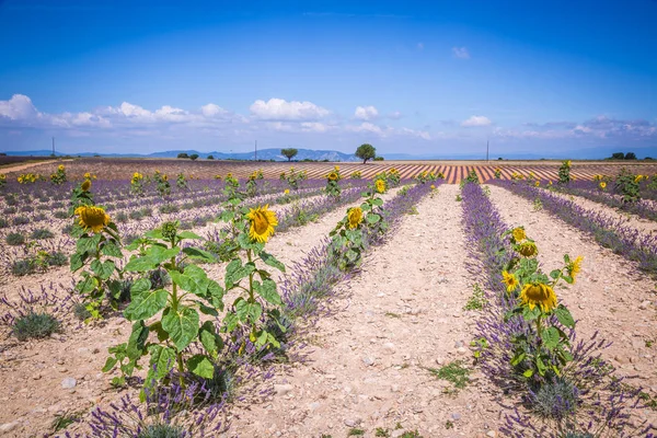 Lavendel fält i regionen i provence, Frankrike — Stockfoto