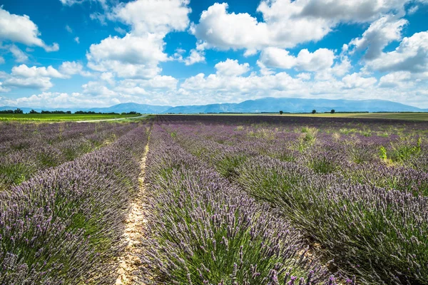 Lavender field in the region of Provence, southern France — Stock Photo, Image