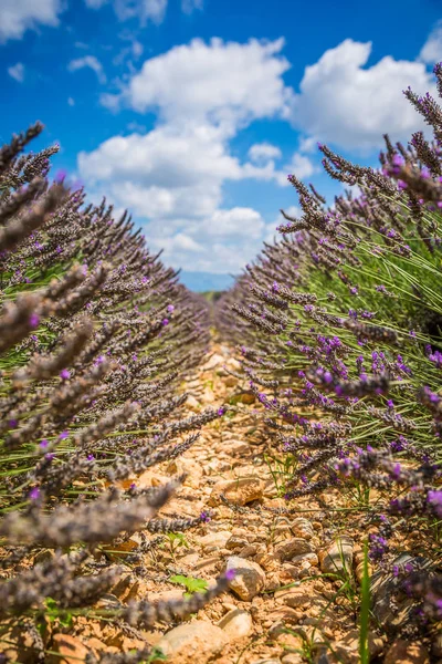 Lavender field in the region of Provence, southern France — Stock Photo, Image