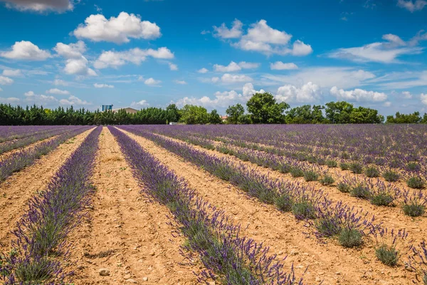 Lavender fields near Valensole in Provence, France. Rows of purp — Stock Photo, Image