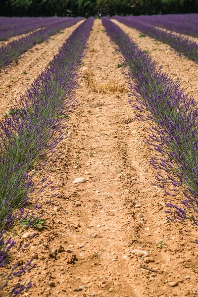 Lavender fields near Valensole in Provence, France. Rows of purp — Stock Photo, Image