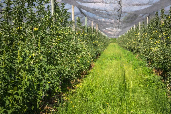 苹果在树上，苹果种植园 — 图库照片