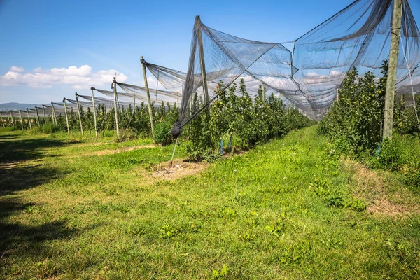 elma elma plantation bir ağaç üzerinde
