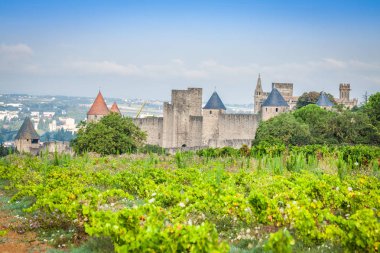 Carcassonne Ortaçağ Kalesi dışında büyüyen üzüm bağları