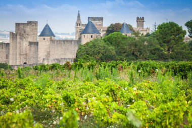 Carcassonne Ortaçağ Kalesi dışında büyüyen üzüm bağları