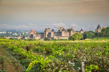 Carcassonne Ortaçağ Kalesi dışında büyüyen üzüm bağları