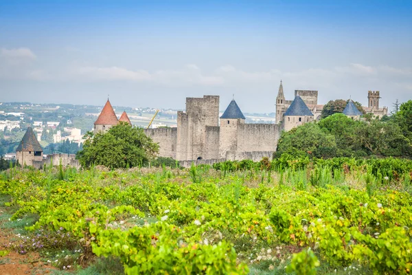 Vineyards growing outside the medieval fortress of Carcassonne i — Stock Photo, Image