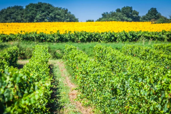 As vinhas ao longo da famosa rota do vinho na Alsácia, França — Fotografia de Stock