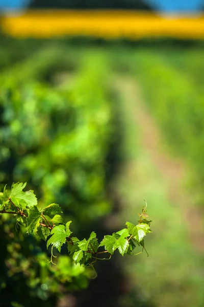 Vingårdarna längs den berömda vinvägen i Alsace, Frankrike — Stockfoto