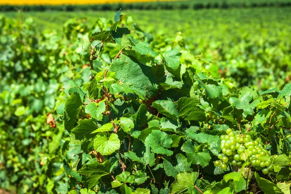 Kebun anggur di sepanjang rute anggur terkenal di Alsace, Prancis — Stok Foto