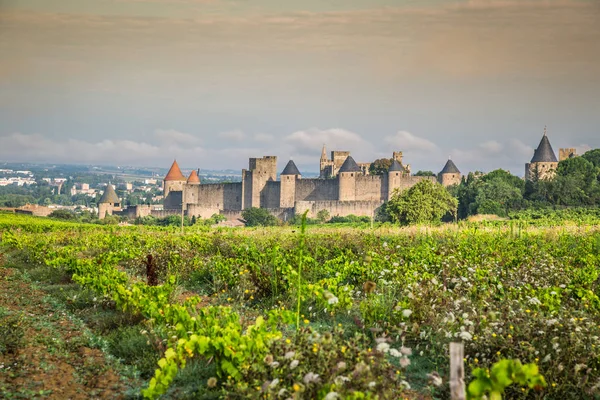 Vinhedos crescendo fora da fortaleza medieval de Carcassonne i — Fotografia de Stock