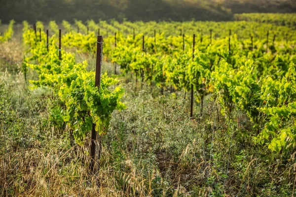 Vinmarkerne langs den berømte vinrute i Alsace, Frankrig - Stock-foto