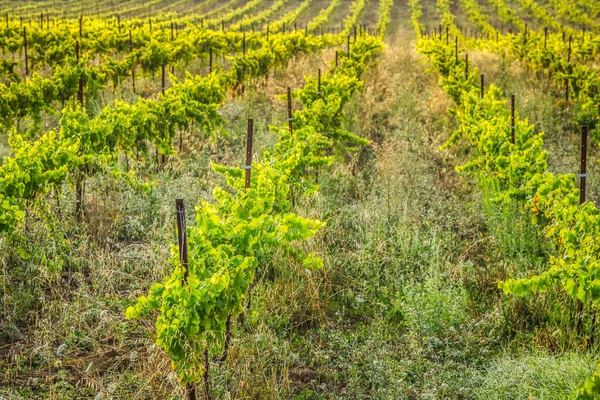 Kebun anggur di sepanjang rute anggur terkenal di Alsace, Prancis — Stok Foto