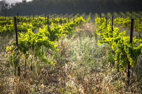As vinhas ao longo da famosa rota do vinho na Alsácia, França — Fotografia de Stock