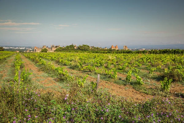 Vinmarker vokser uden for den middelalderlige fæstning Carcassonne i - Stock-foto
