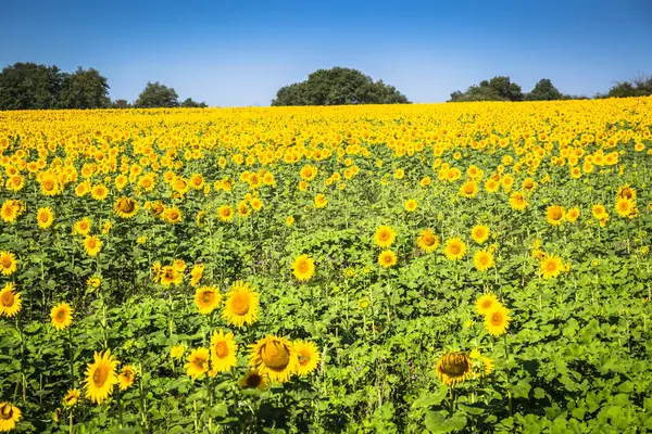 Campo de girassol num dia ensolarado. Fundo de girassol . — Fotografia de Stock