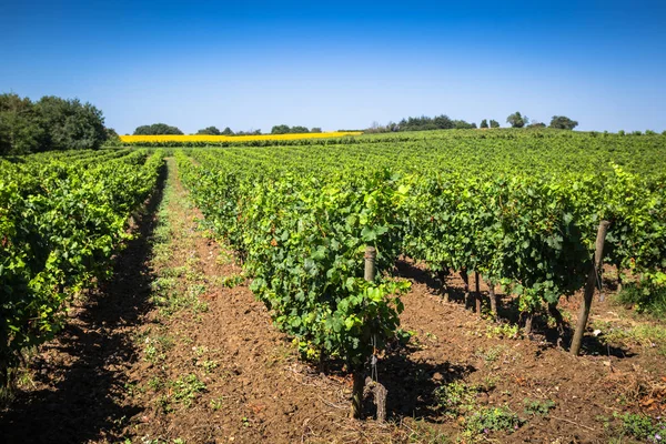 As vinhas ao longo da famosa rota do vinho na Alsácia, França — Fotografia de Stock