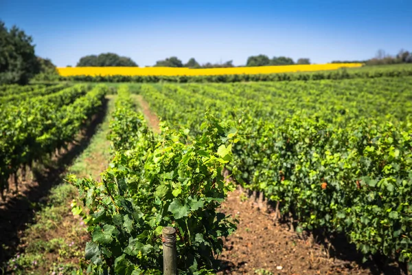 As vinhas ao longo da famosa rota do vinho na Alsácia, França — Fotografia de Stock