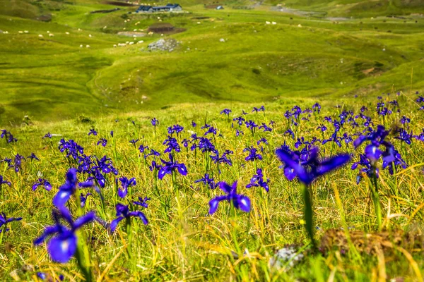 Blå blommor fält på en sluttning i mount — Stockfoto