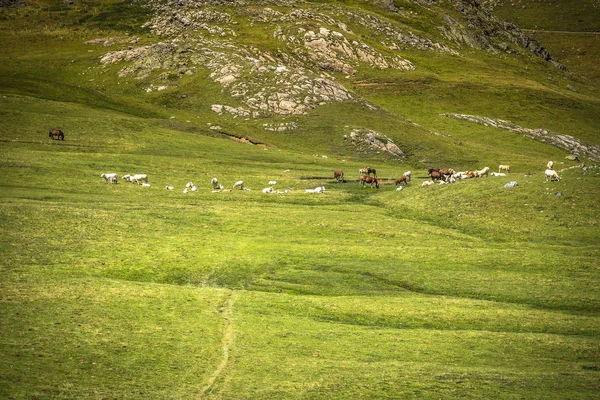 Pferdeweide auf der grünen Weide in den Bergen, Frankreich — Stockfoto
