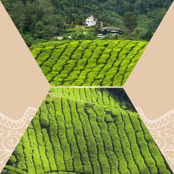 Koláž z Malajsie, čajové plantáže v Cameron highlands — Stock fotografie