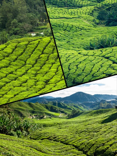 Kolaż z Malezji, plantacji herbaty w Cameron highlands — Zdjęcie stockowe