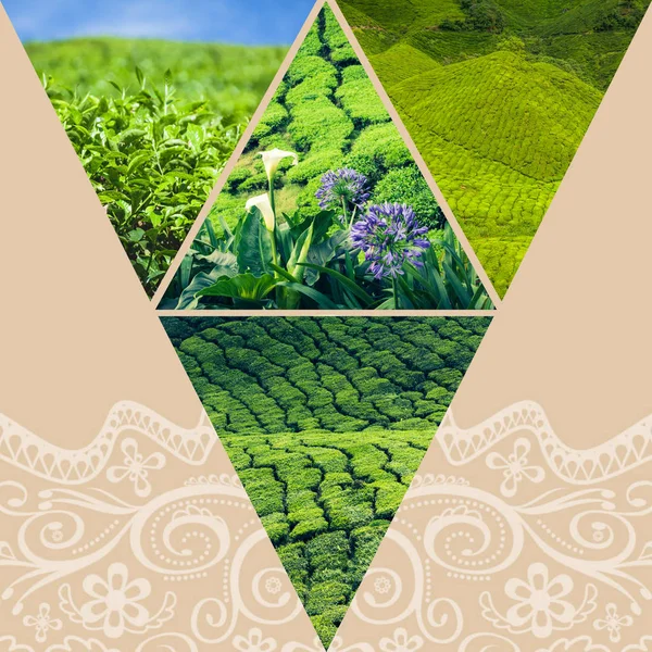 Collage of Malaysia,tea plantation in Cameron highlands — Stock Photo, Image