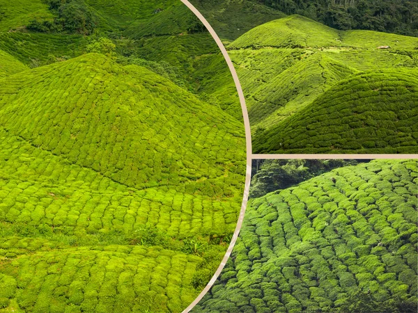Коллаж Малайзии, чайная плантация в горах Кэмерона — стоковое фото
