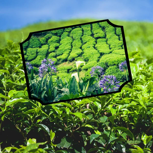 Collage of Malaysia,tea plantation in Cameron highlands — Stock Photo, Image