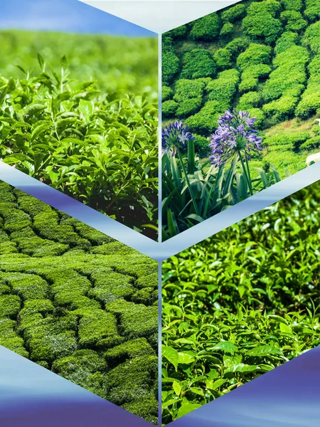 Collage of Malaysia,tea plantation in Cameron highlands — Stock Photo, Image