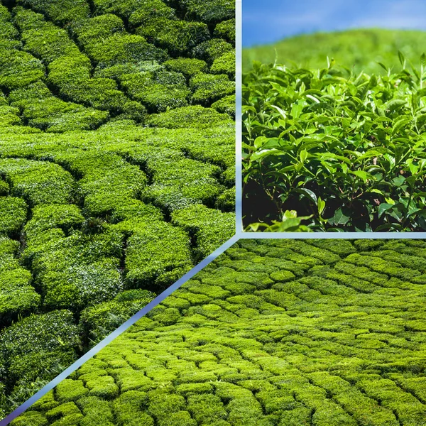 Collage of Malaysia,tea plantation in Cameron highlands — Stock Photo, Image