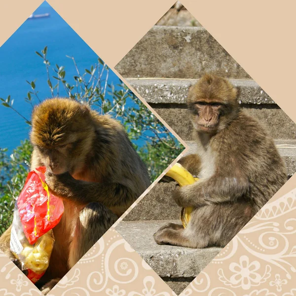 Collage de Gibraltar (mis fotos ) — Foto de Stock