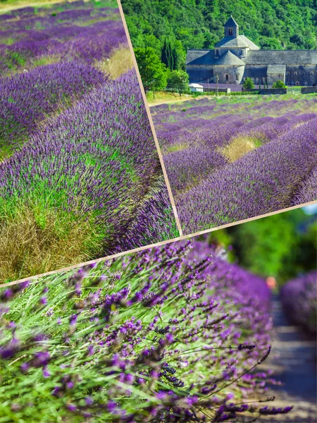 Colagem de Abadia de Senanque e flores de lavanda de fileiras florescentes — Fotografia de Stock