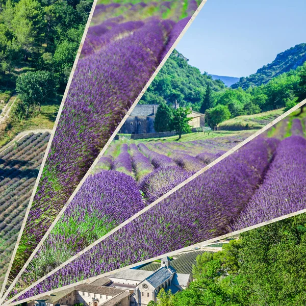 Collage of Abbey of Senanque and blooming rows lavender flowers — Stock Photo, Image
